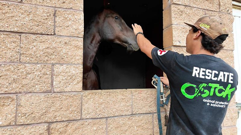 caballo3
